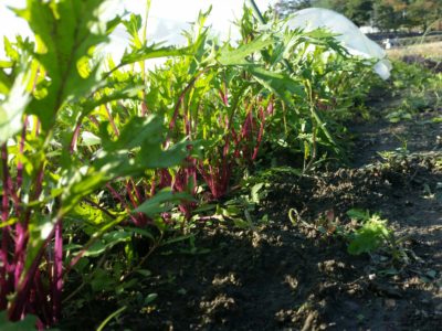 業務連絡とちょっと畑のコト