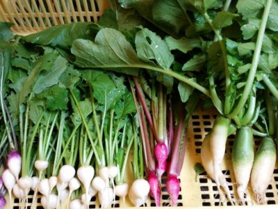 秋冬野菜のハナシ