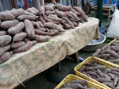 さつまいものハナシ