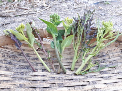 目黒さくら祭のハナシ