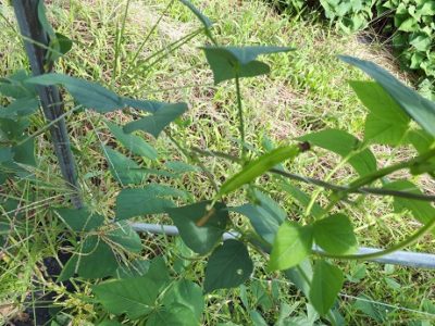 四角豆のハナシ