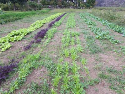 これからの野菜のハナシ