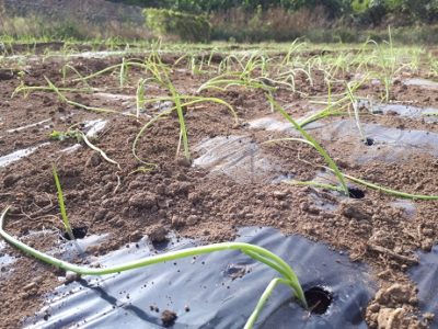 たまねぎのハナシ