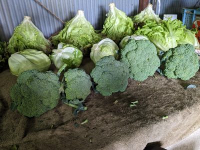 ブロッコリーのハナシ