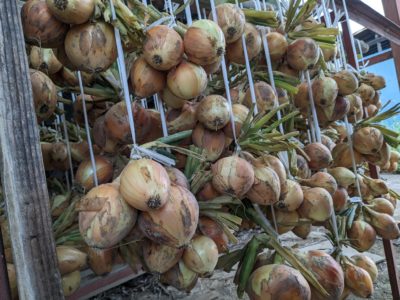 たまねぎのハナシ