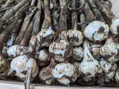 にんにくのハナシ