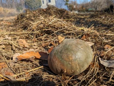 かぼちゃと獣害のハナシ