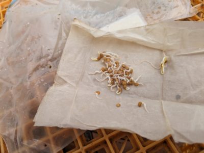 果菜類播種のハナシ